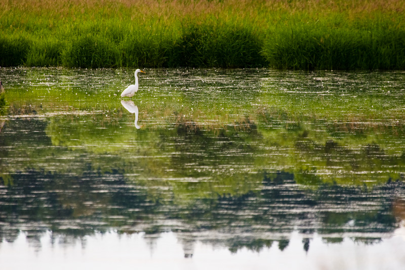 Great Egret